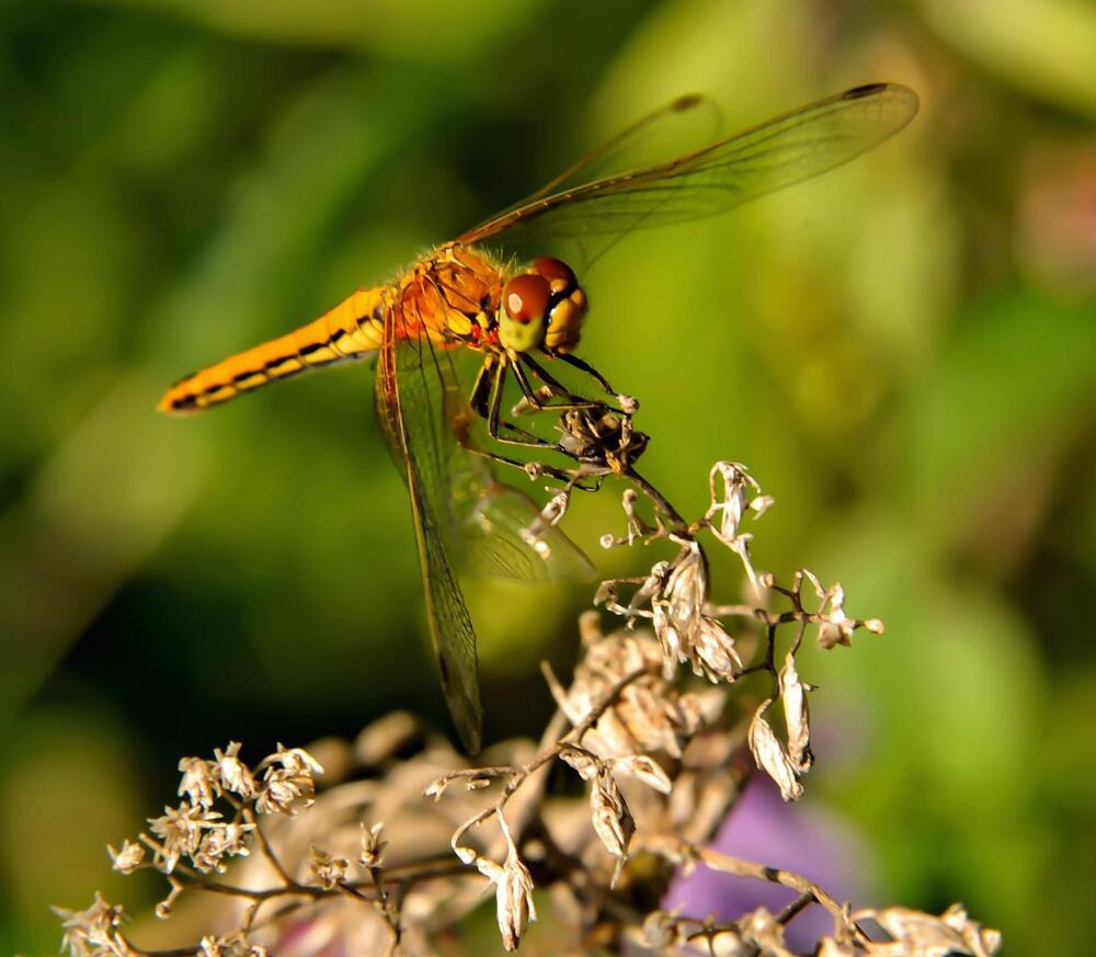 Приземлилась отдохнуть.
