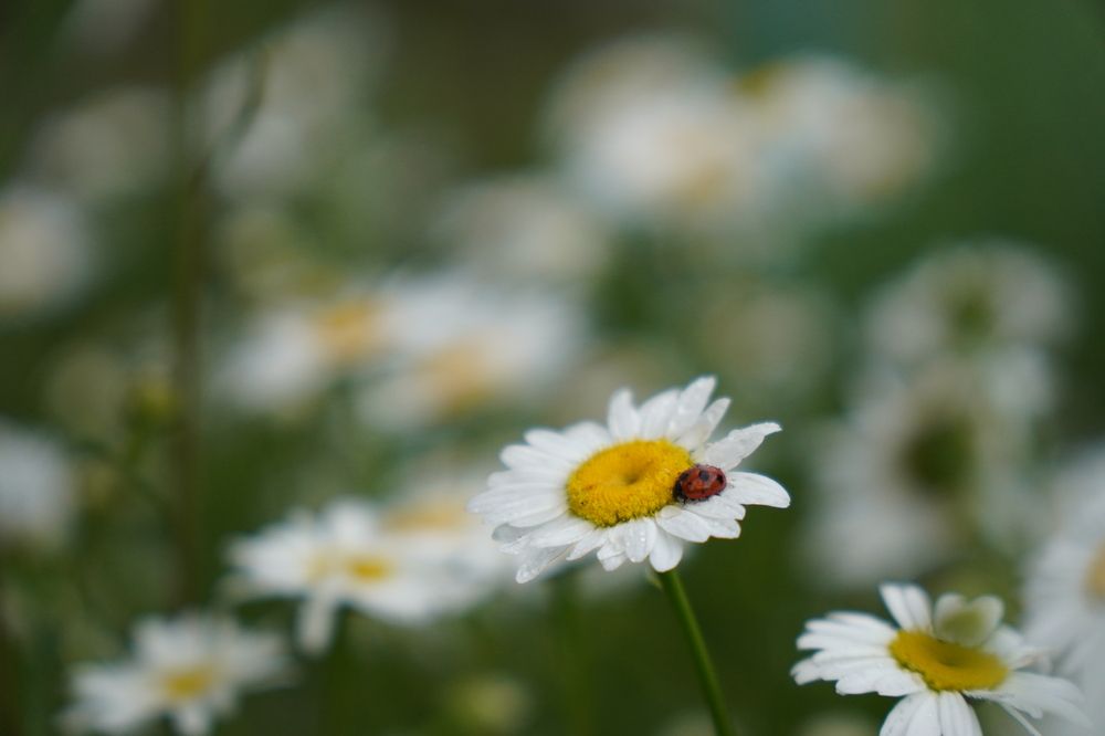 Photograph by Дарья Ринас