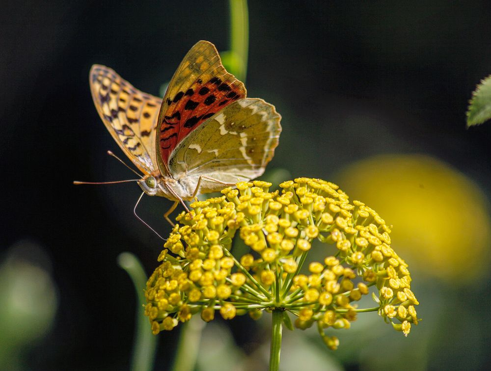 Photograph by Юлия Горчакова