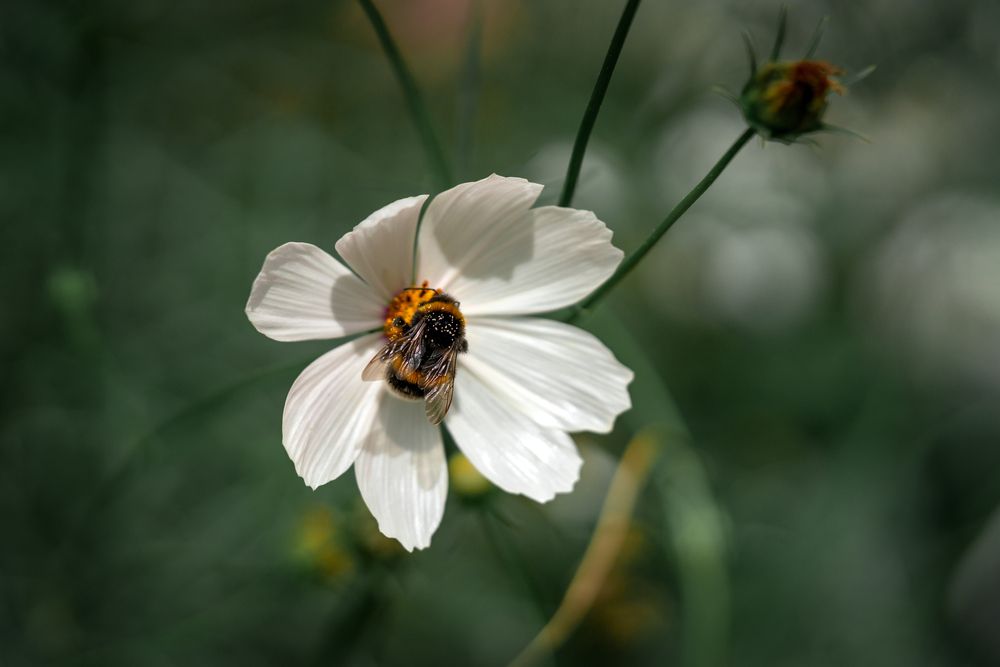 Photograph by Lyudmila