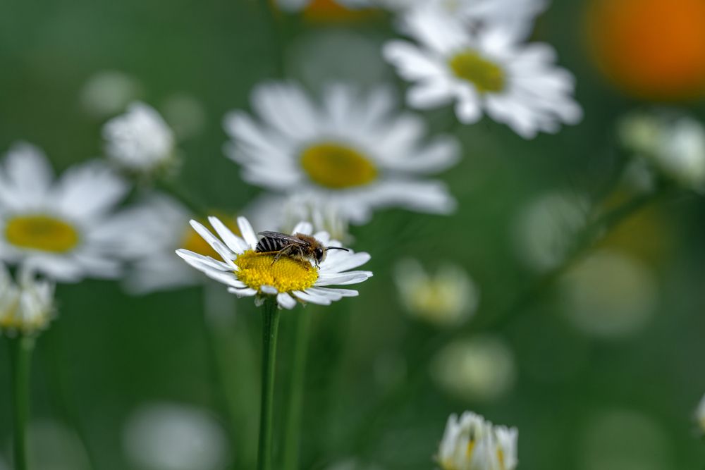 Photograph by Lyudmila