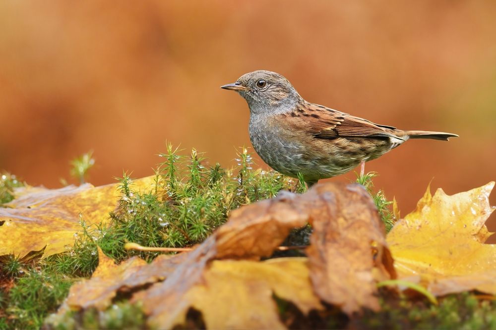 autumn