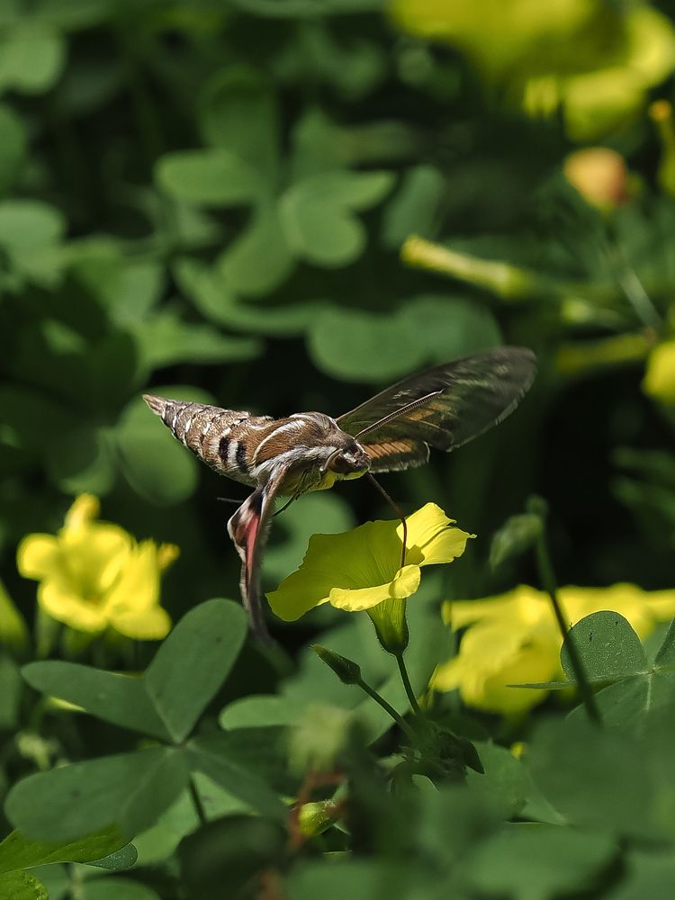 Photograph by Георгий Акопджанов