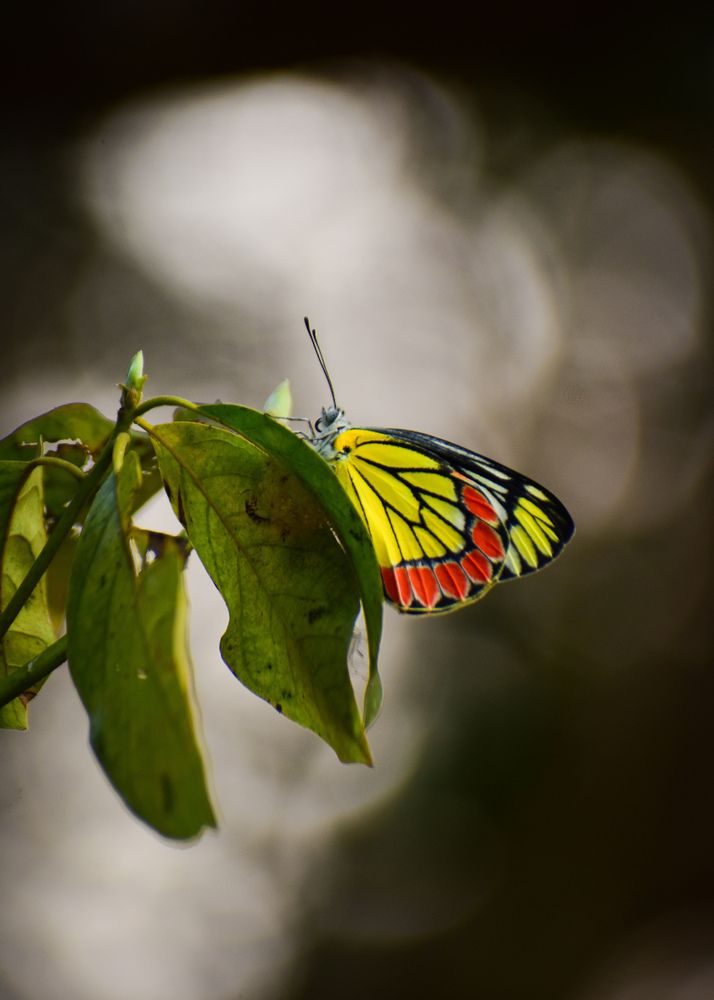 Photograph by Ankan De