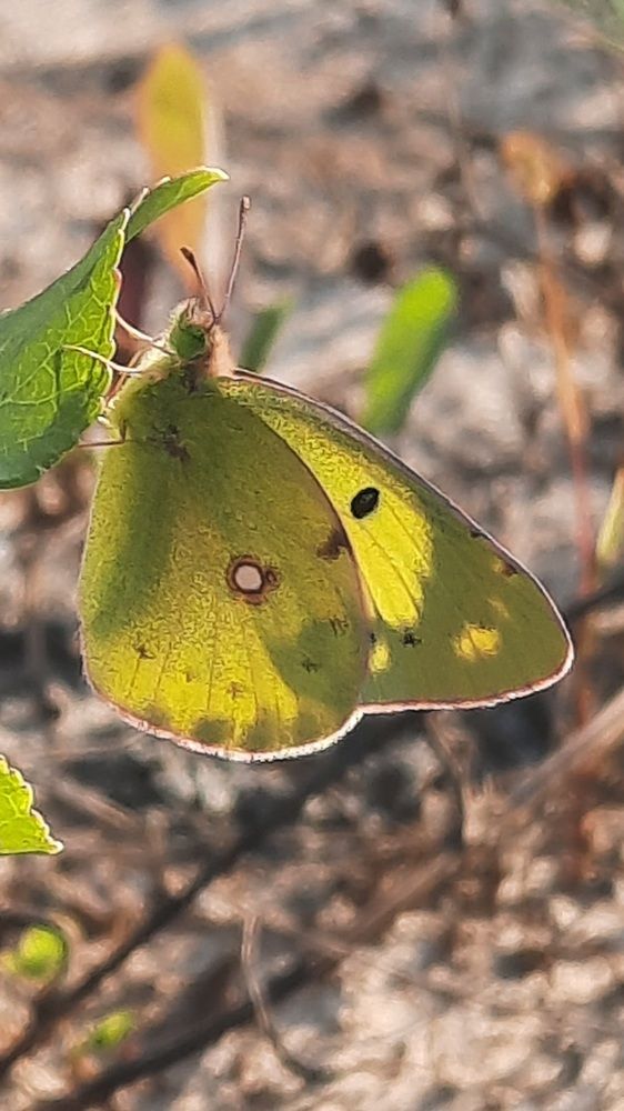 Photograph by Евгения Шашина