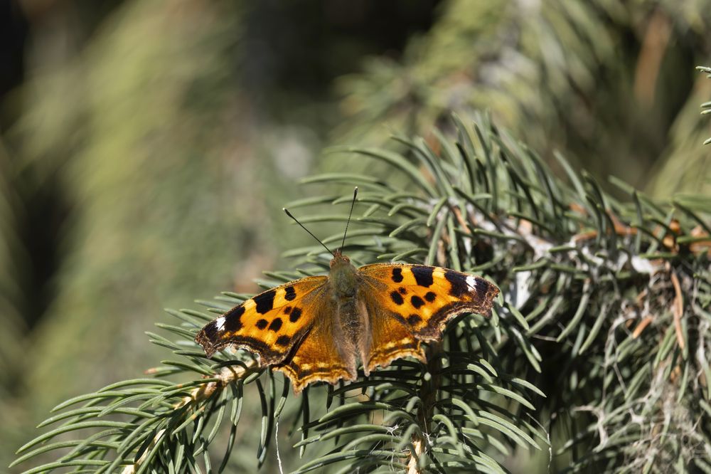 Photograph by Светлана Краюшкина