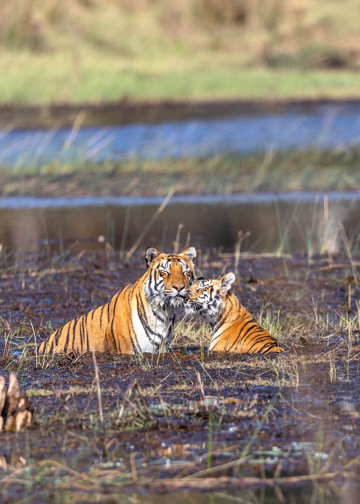 Photograph by Jayanth Gopalakrishna