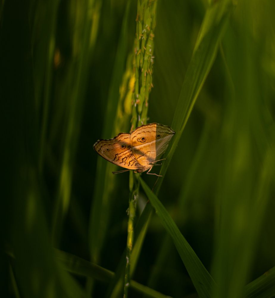 Photograph by SUHAS MANDAL