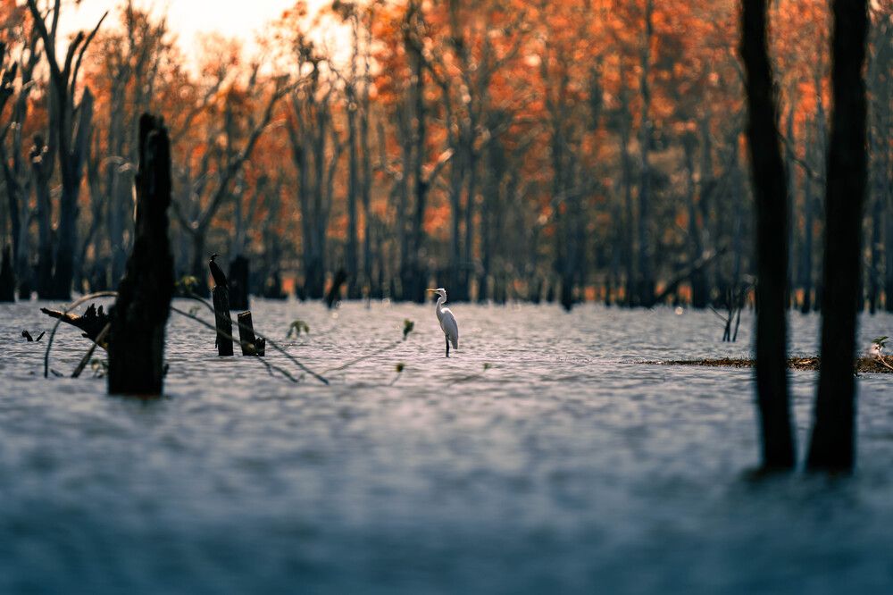 Solitude in the Flooded Forest
