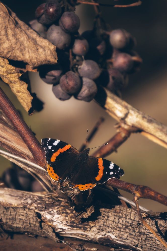 Photograph by Ирина Федорищева