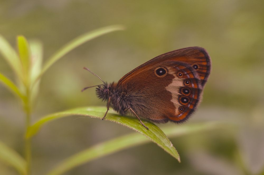 Photograph by Алла Никушкина