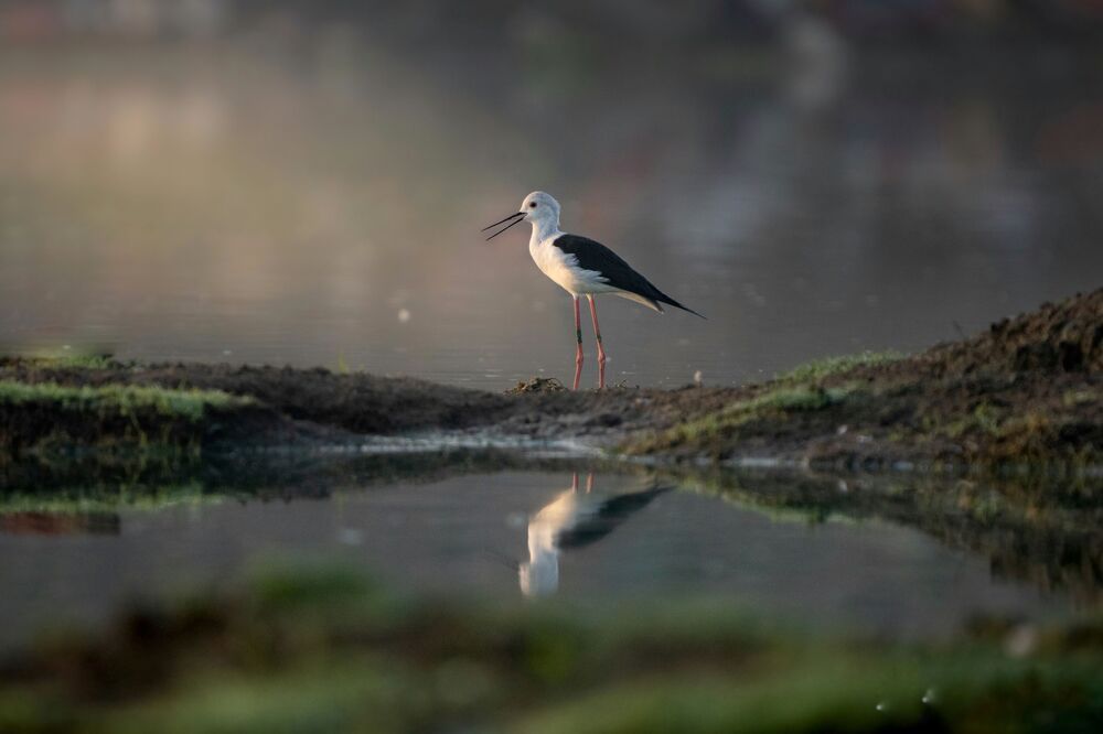 Where light meets grace, beauty takes flight.