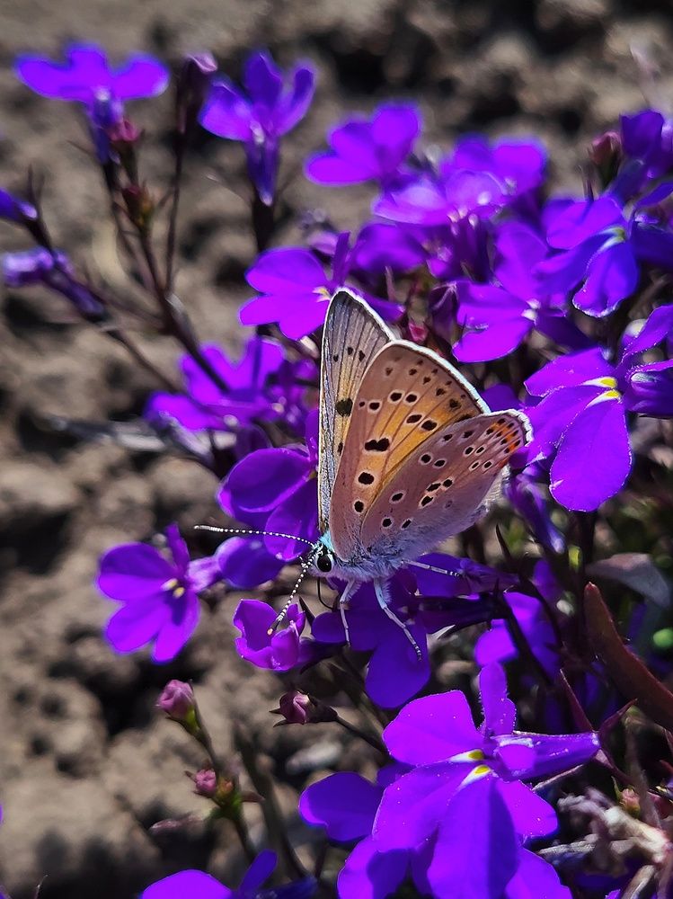 Photograph by Marina Gritchina