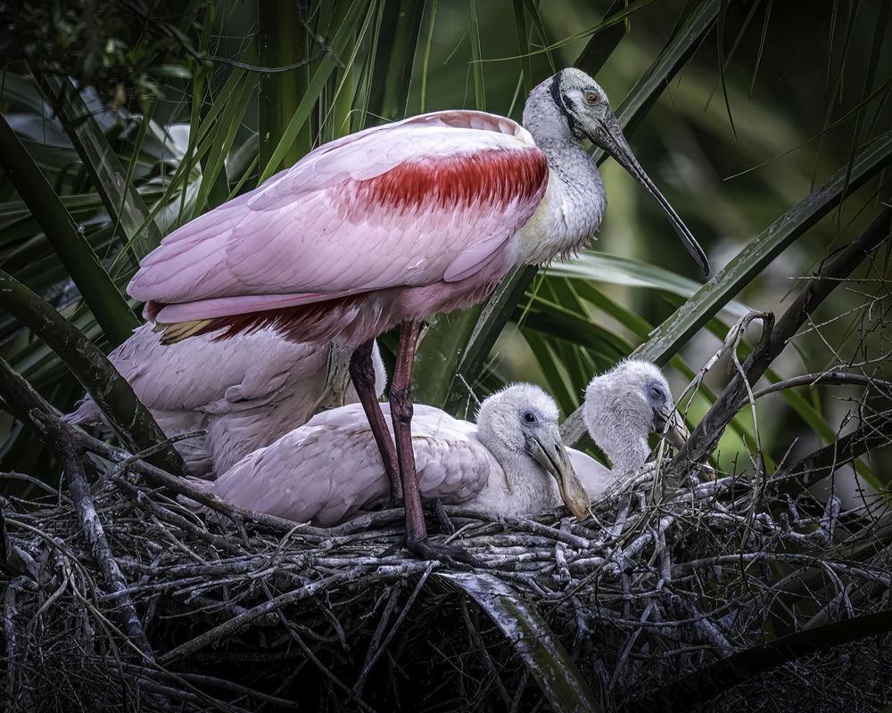 Photograph by Ray Asiala