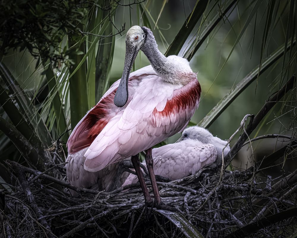 Photograph by Ray Asiala