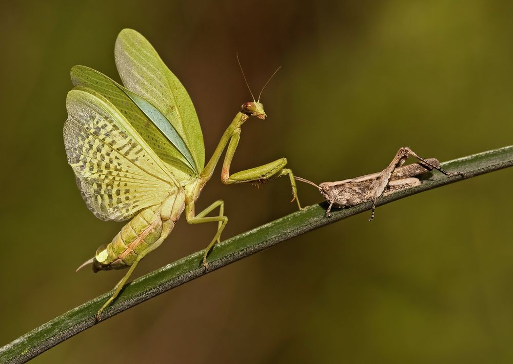 Photograph by Mario Fiorucci