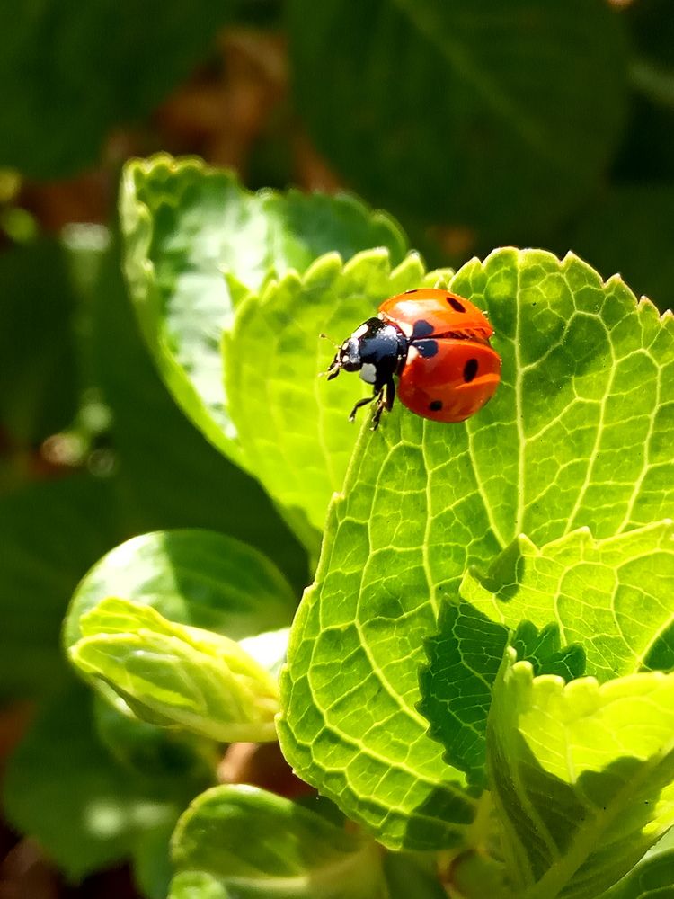 Photograph by Ritu Dinkar