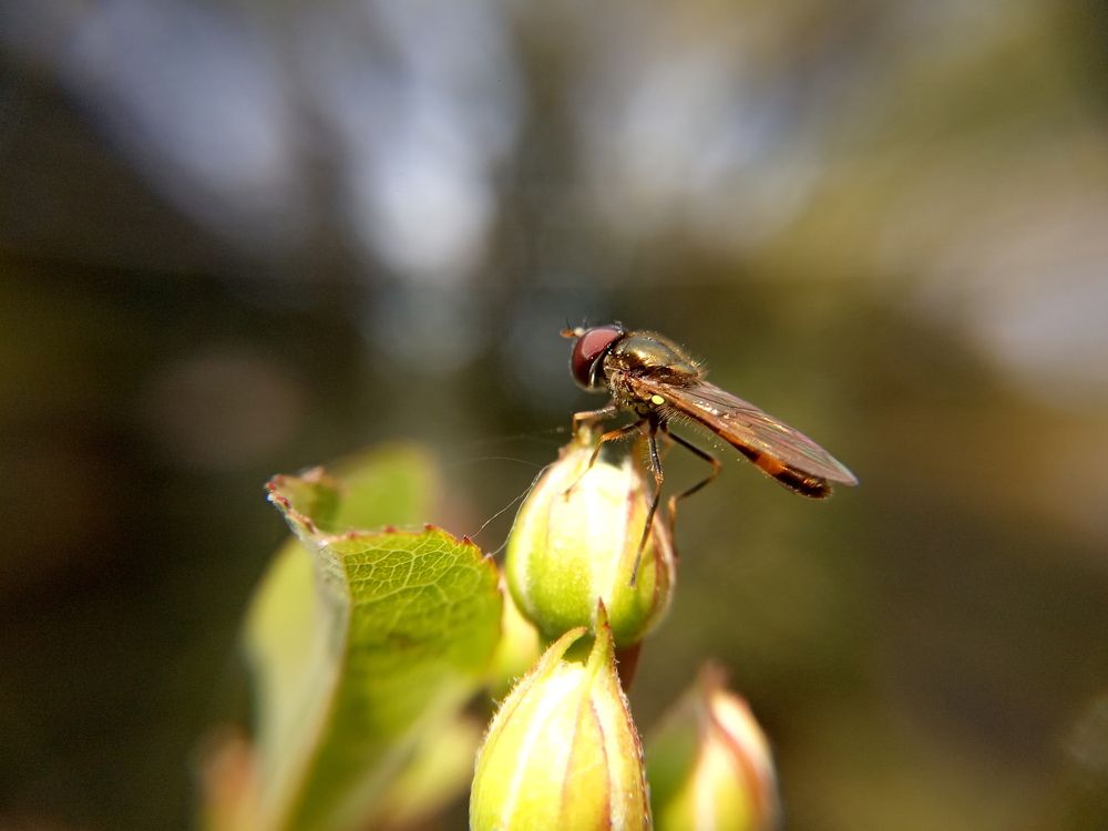 Photograph by Ritu Dinkar