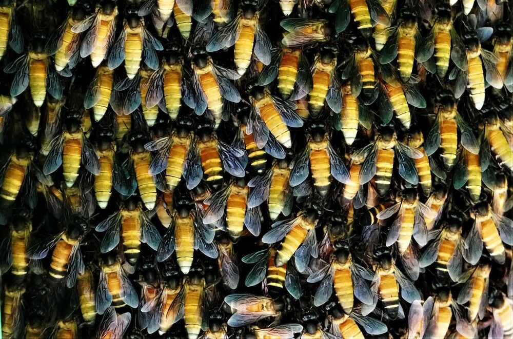 Photograph by Nirmalya Chakraborty