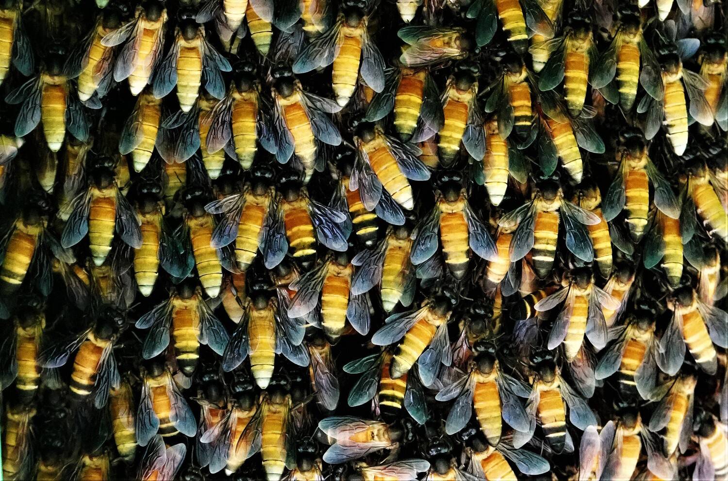 Фотография #12085070