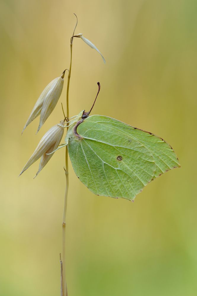 Фотография автора Чистяков Андрей