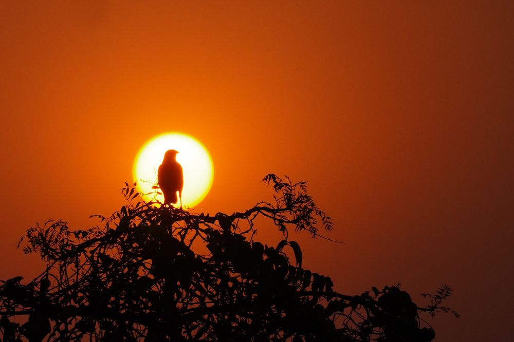 Фотография автора Rounak Kayal