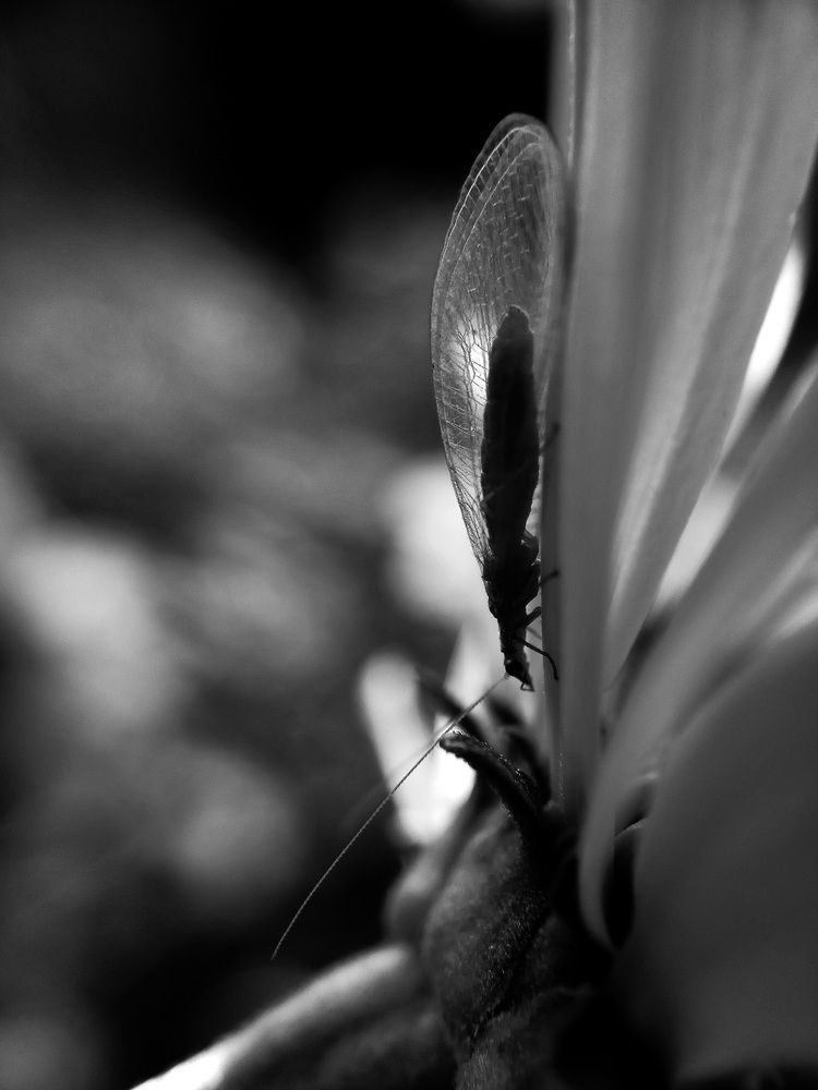 Photograph by Наталья Канищева-Медынская