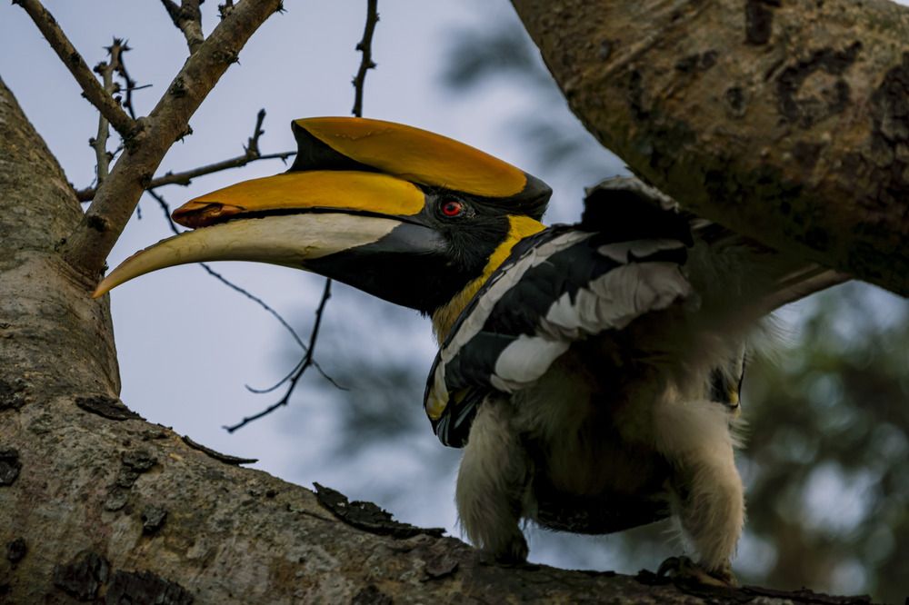 A striking yet poignant photograph captures a Great Indian Hornbill with a broken culmen.