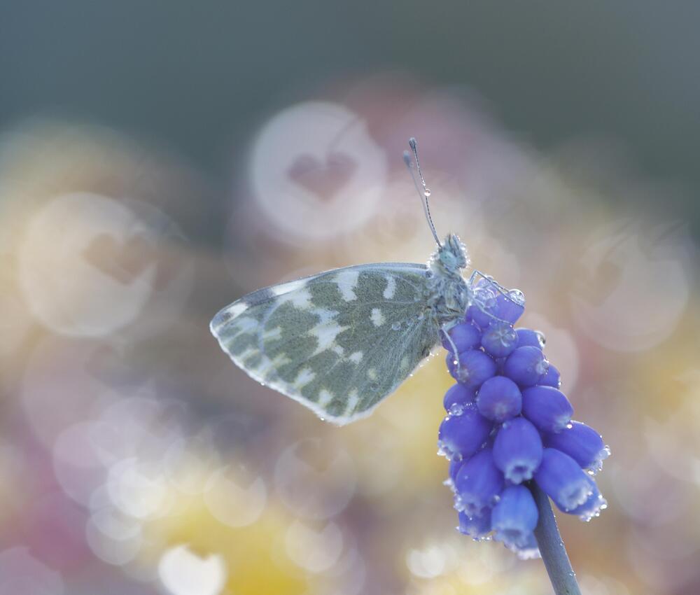 Photograph by David Gregori Vicens