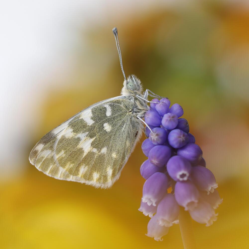 Photograph by David Gregori Vicens
