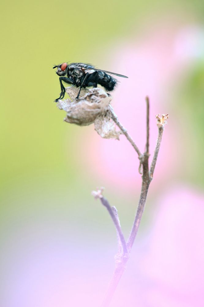 Photograph by Алексей Лобанов