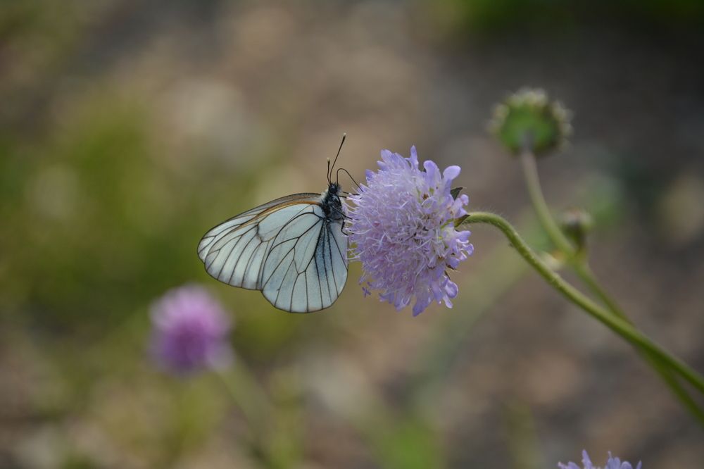 Photograph by Надежда Кузьмина