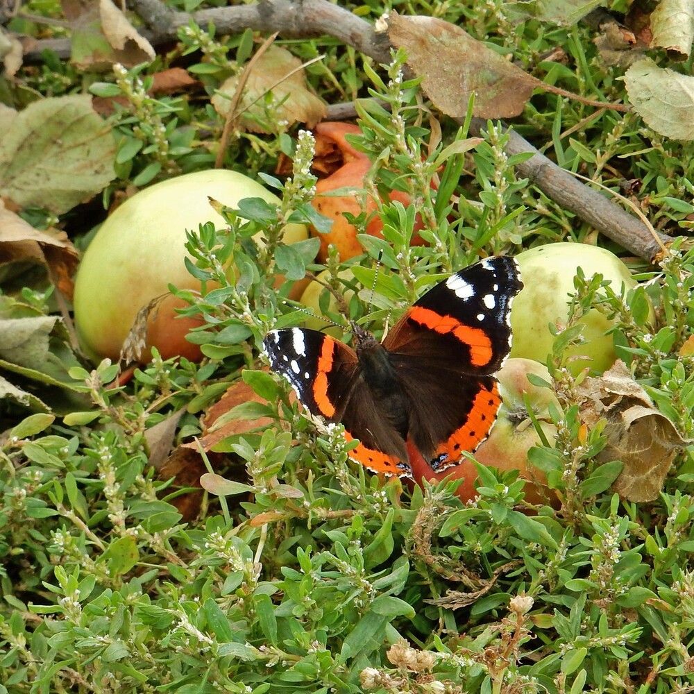 Photograph by Елена Гуляева