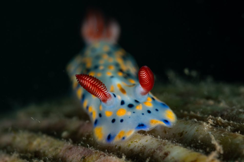 Photograph by ANTONIO VENTURELLI