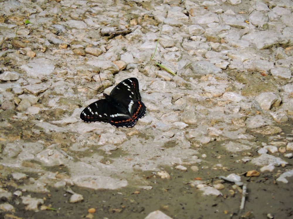 Бабочка на дороге