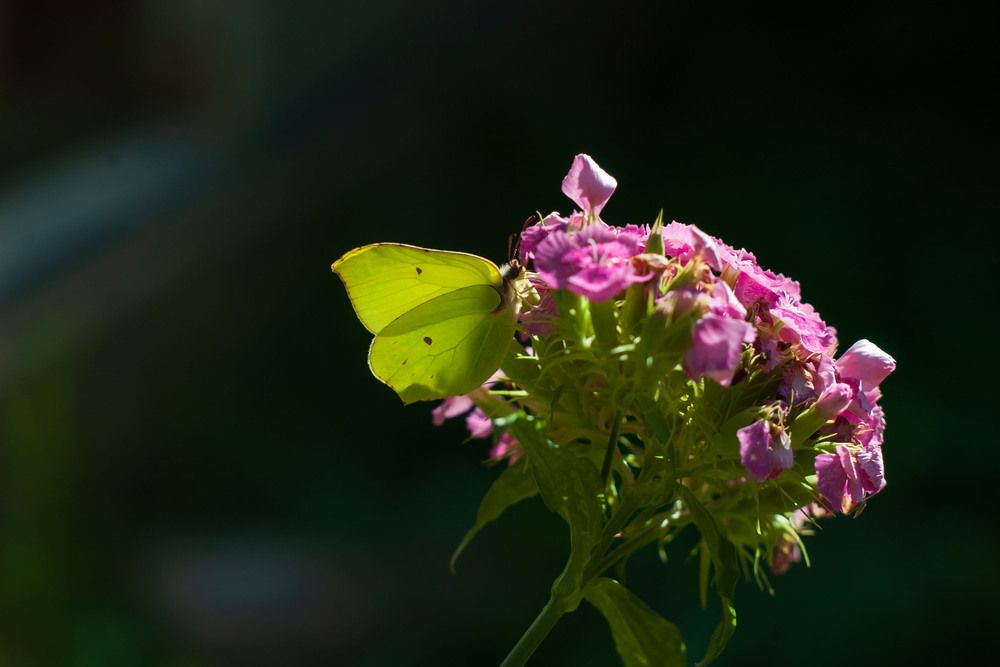 Свет и цвет