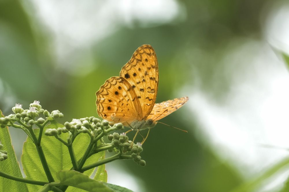 Фотография автора Kushal Lad