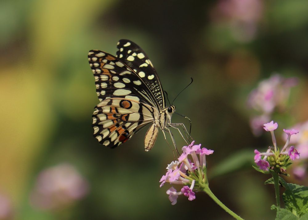 Фотография автора Kushal Lad