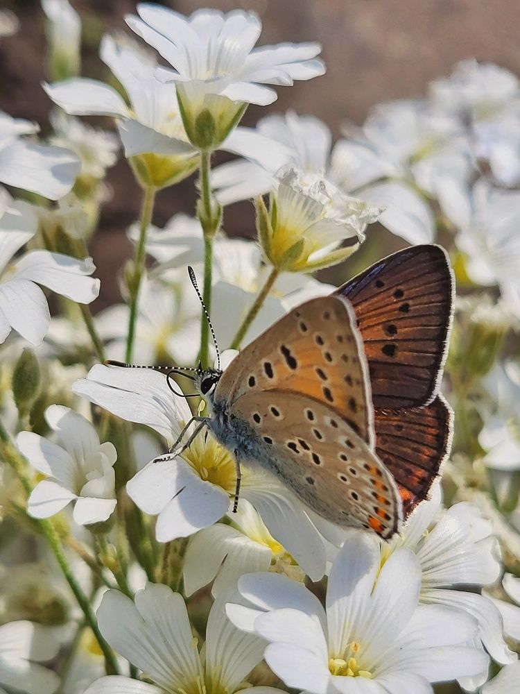 Photograph by Marina Gritchina