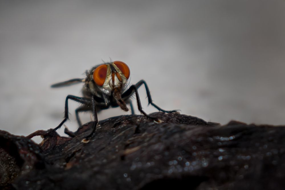 Photograph by SUHAS MANDAL