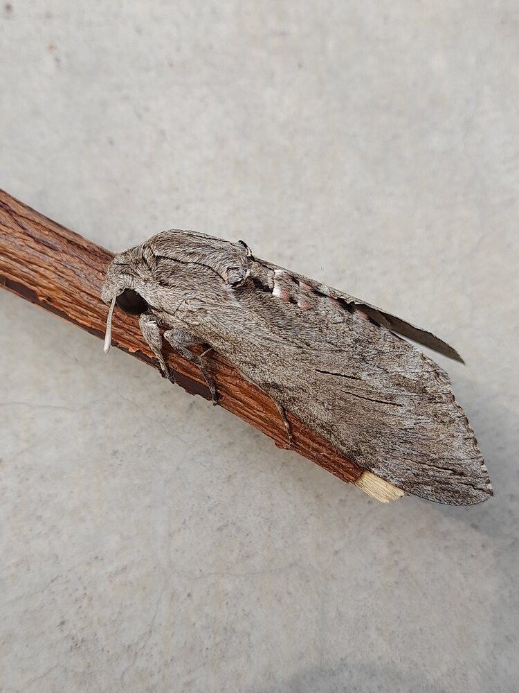 Photograph by BHUPENDRA LODHI