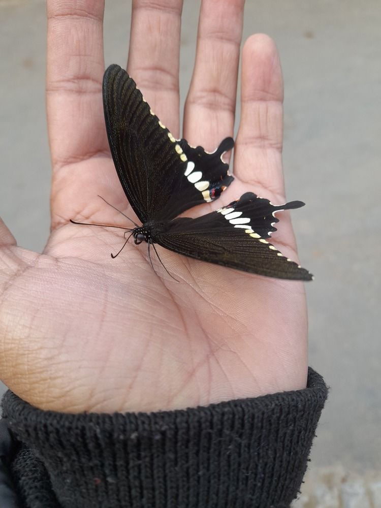 Photograph by BHUPENDRA LODHI