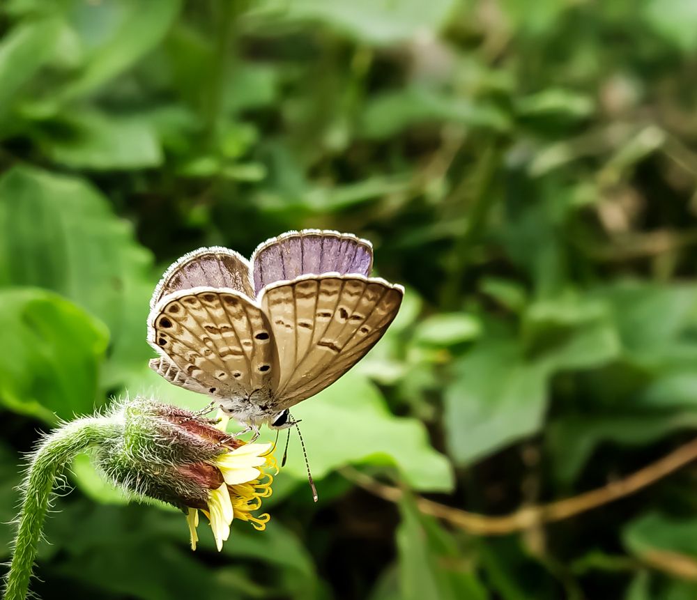 Photograph by SUHAS MANDAL