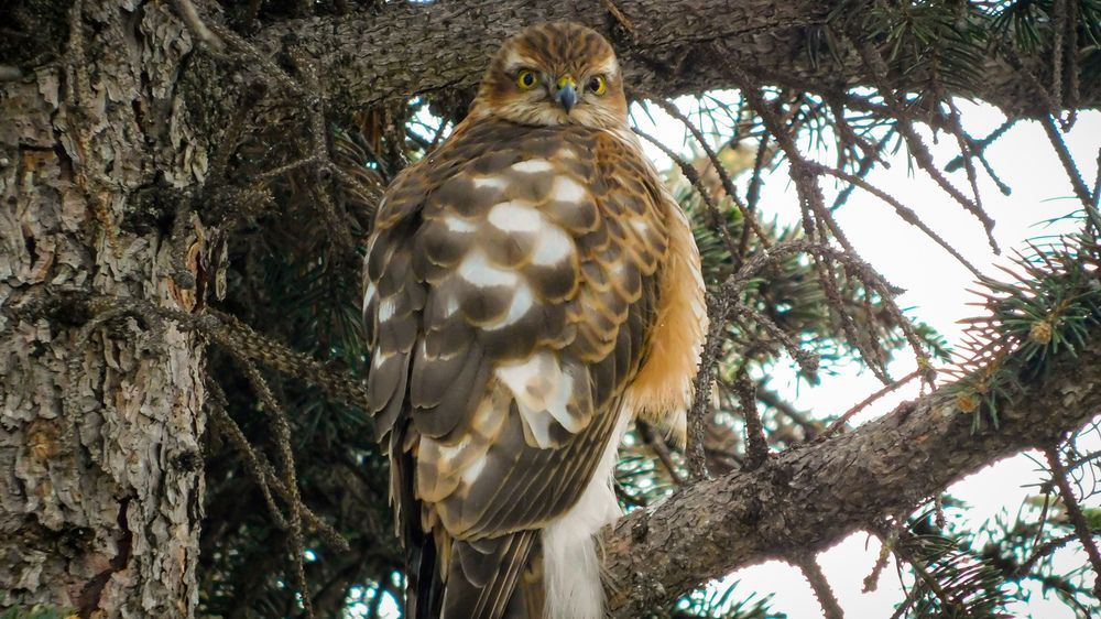 Photograph by Юлия Закопайло