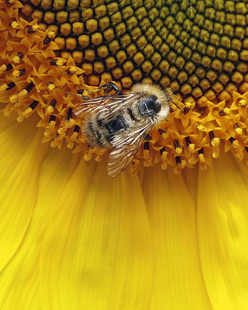 Пчёлы-это мёд...