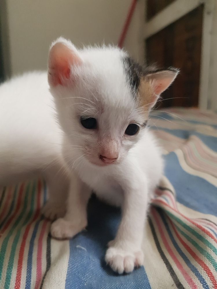Cute a month  old Kitten ❤