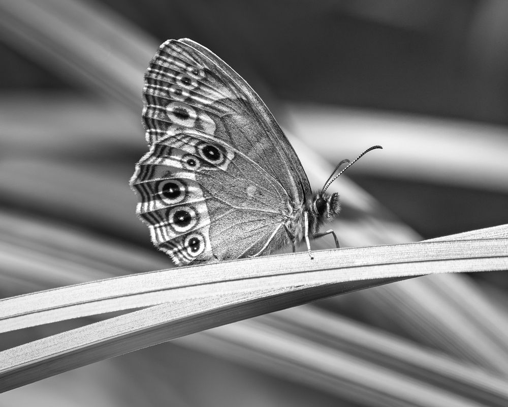 Краеглазка ахина