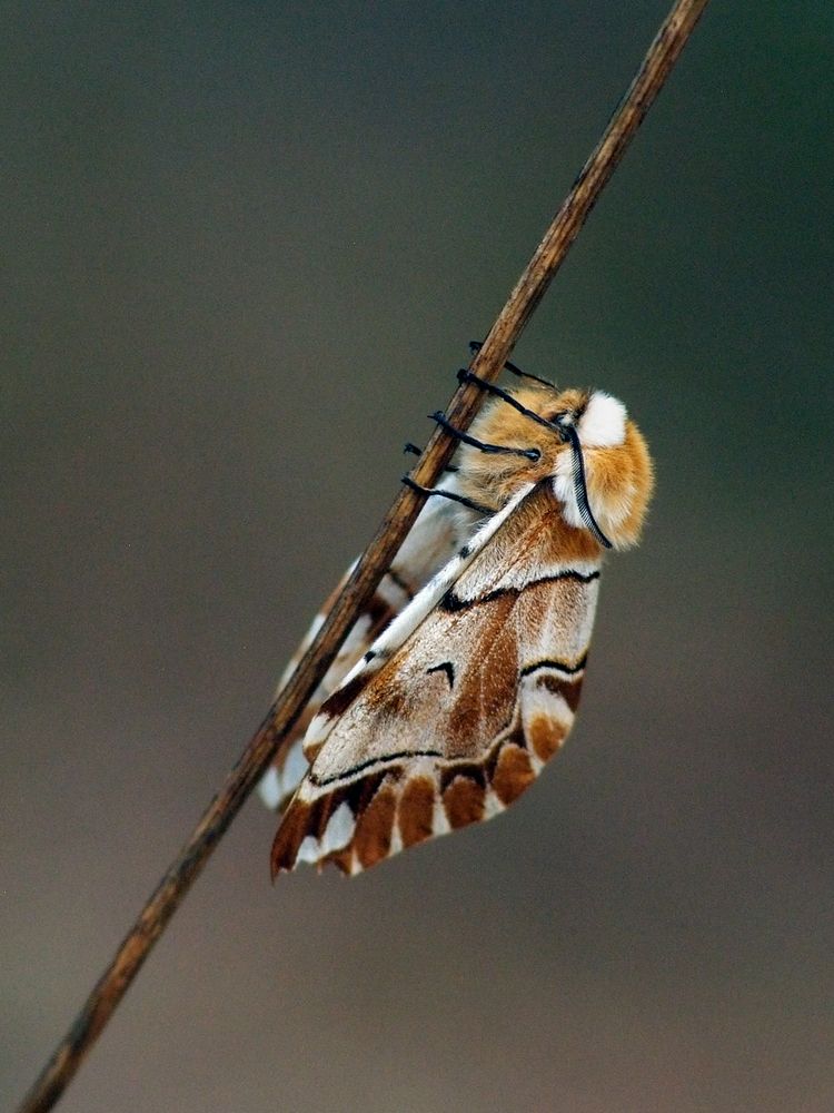 Photograph by Коваль Виктор