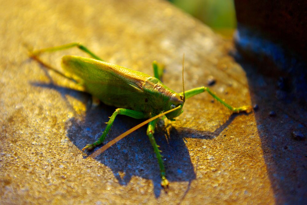 Photograph by Коваль Виктор