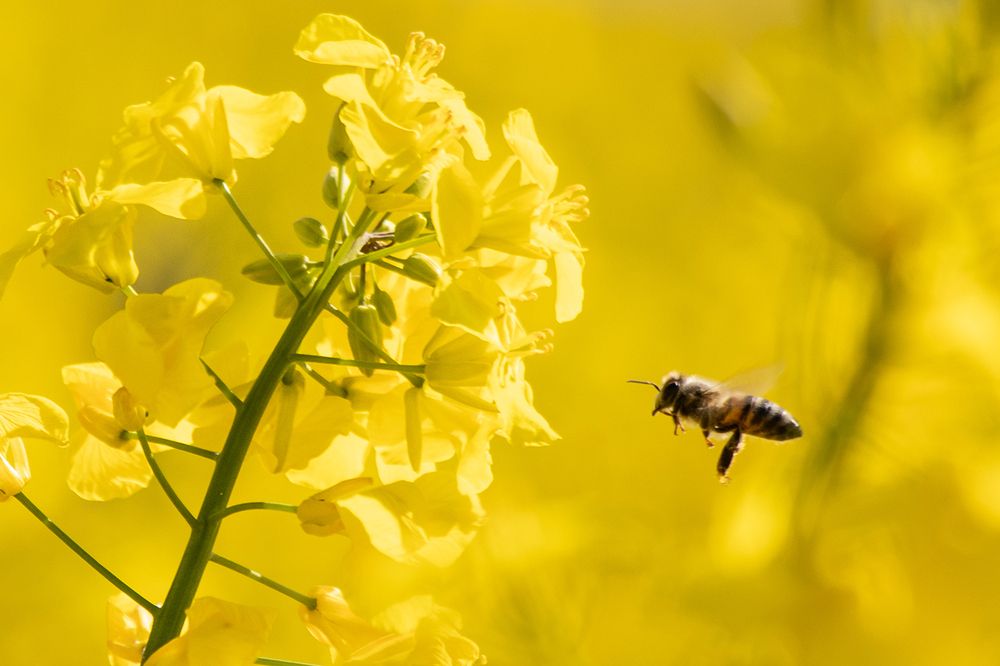 Photograph by samira sarayani